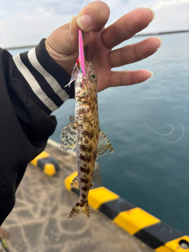 ミナミアカエソの釣果