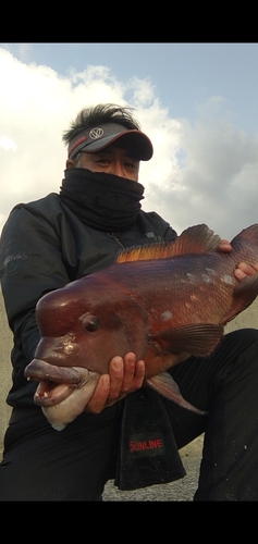 コブダイの釣果