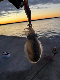 シリヤケイカの釣果