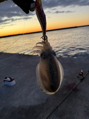 シリヤケイカの釣果