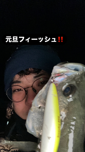 シーバスの釣果