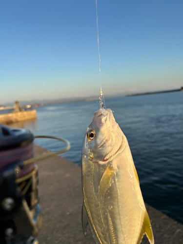 メッキの釣果