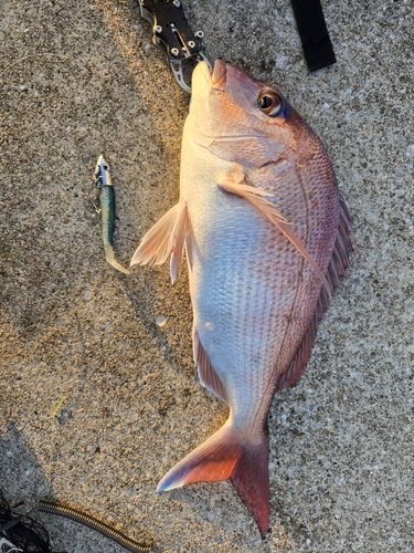 タイの釣果