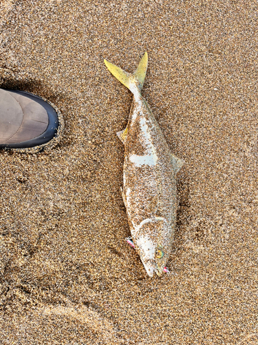 釣果