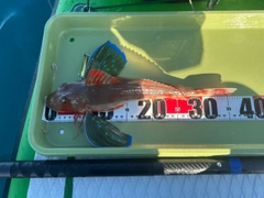 ホウボウの釣果