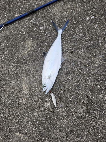 イケカツオの釣果