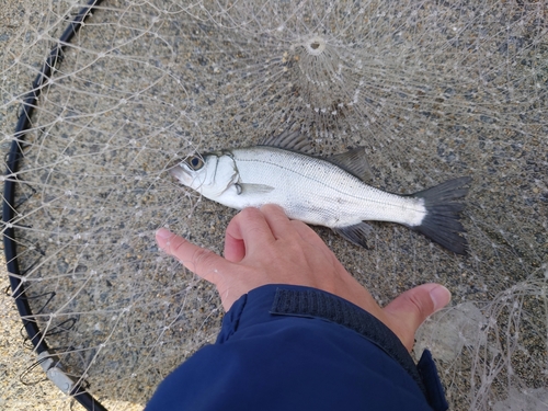 セイゴ（マルスズキ）の釣果