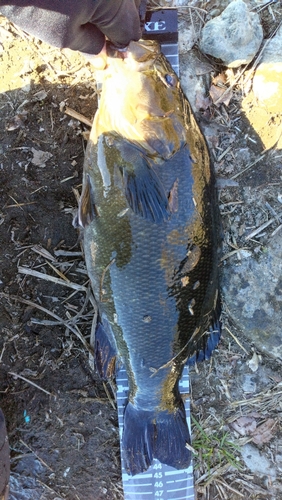 スモールマウスバスの釣果