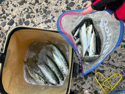 アジの釣果