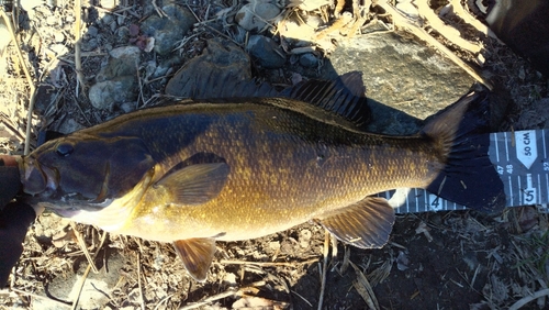 スモールマウスバスの釣果