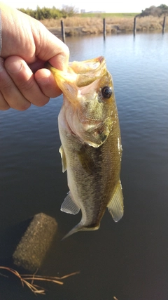 ラージマウスバスの釣果