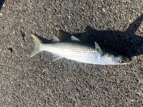 湯浅広港