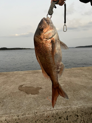 マダイの釣果