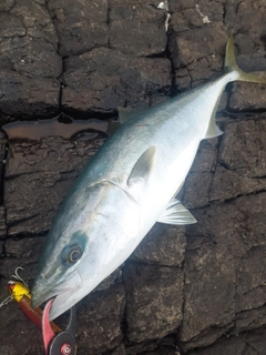 ブリの釣果