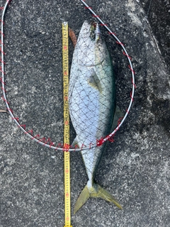 ハマチの釣果