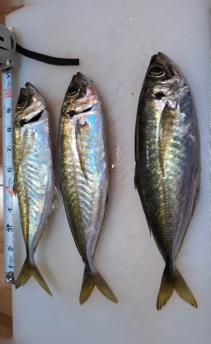 アジの釣果