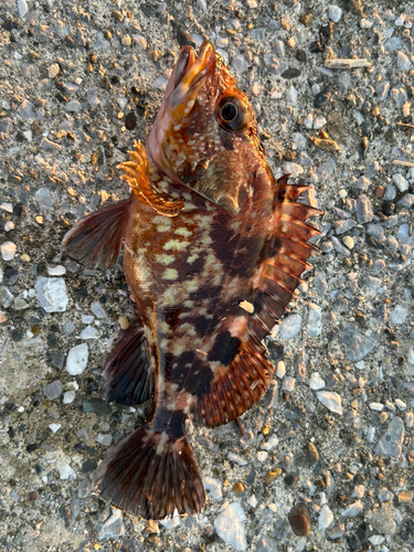 カサゴの釣果