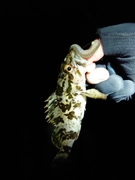 タケノコメバルの釣果