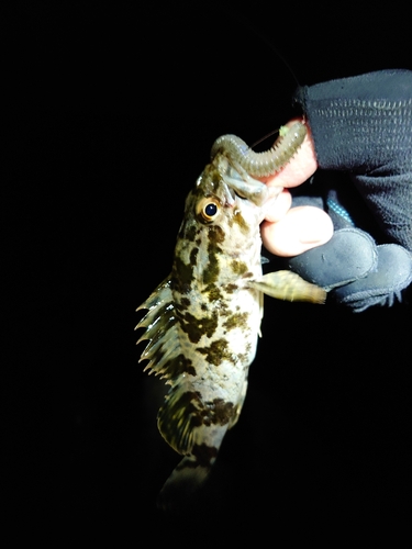 タケノコメバルの釣果