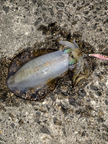 アオリイカの釣果