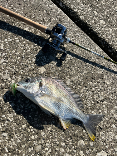 キビレの釣果