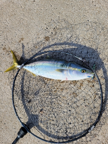 ヤズの釣果