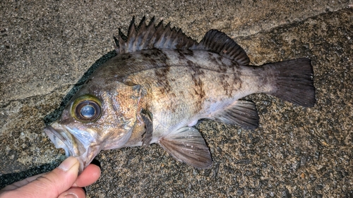 シロメバルの釣果