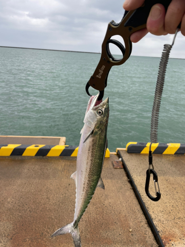 輪島崎釣いかだ組合