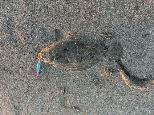 ヒラメの釣果