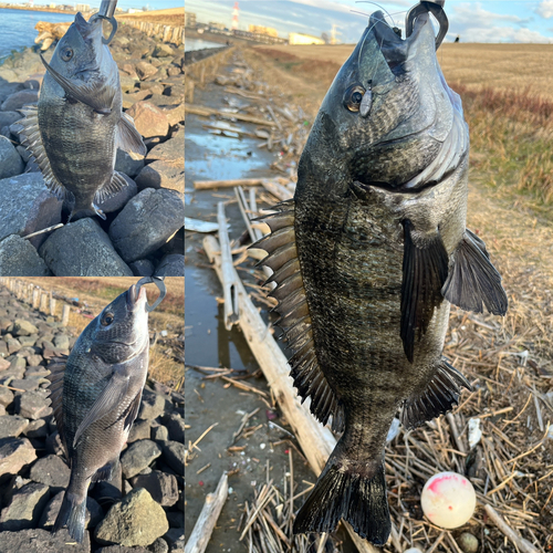 クロダイの釣果