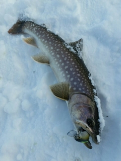 アメマスの釣果