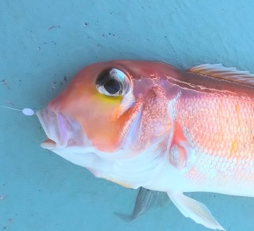 アマダイの釣果