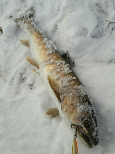 アメマスの釣果