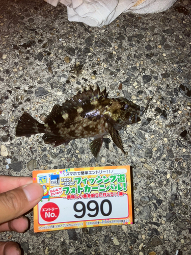 カサゴの釣果