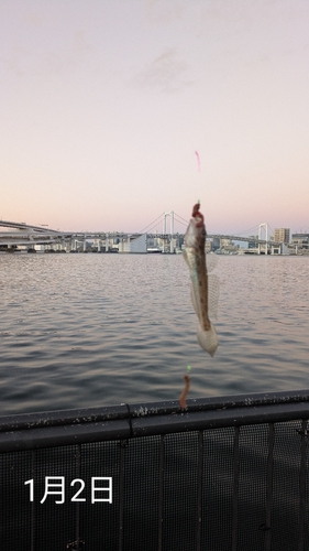 ハゼの釣果