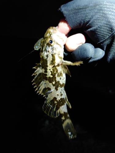 タケノコメバルの釣果