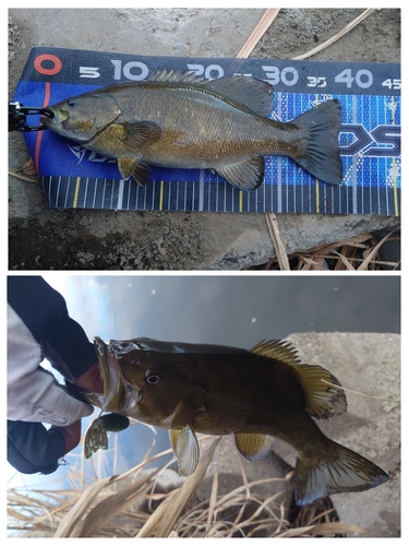 スモールマウスバスの釣果