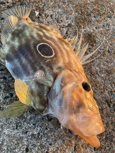 マトウダイの釣果