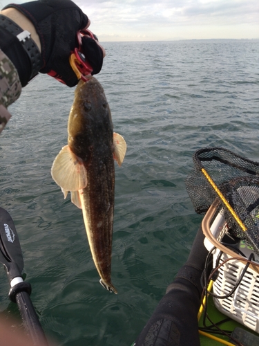 マゴチの釣果