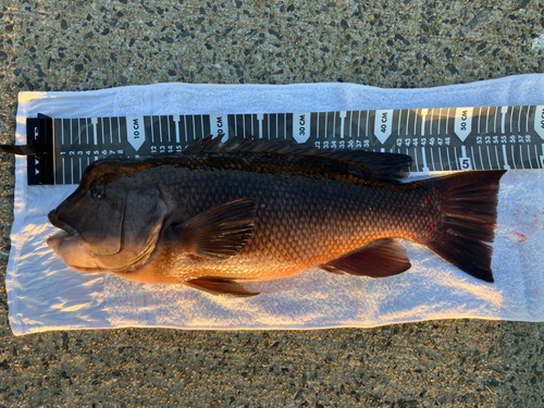 コブダイの釣果