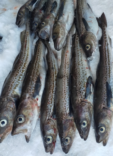 スケトウダラの釣果