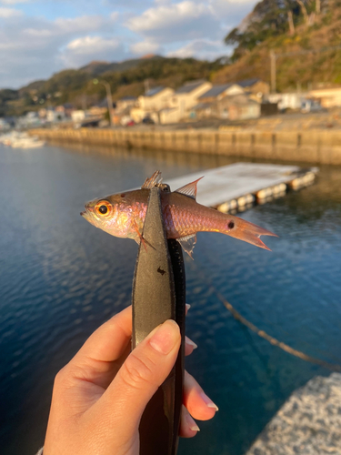 ネンブツダイの釣果