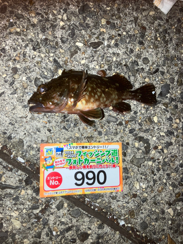 カサゴの釣果