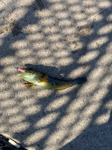 アナハゼの釣果