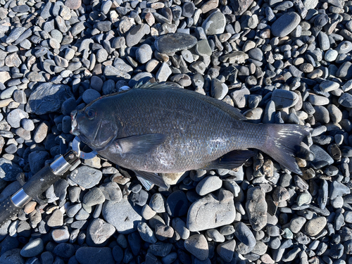 メジナの釣果