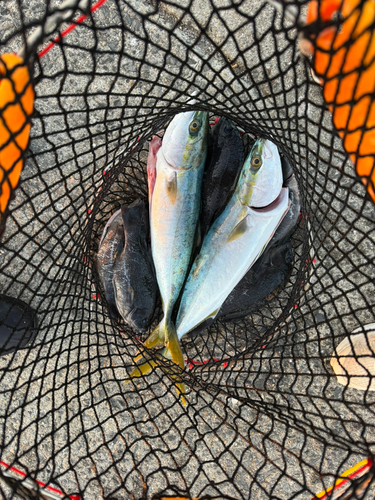 クチブトグレの釣果