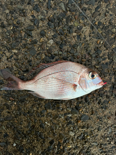 チャリコの釣果