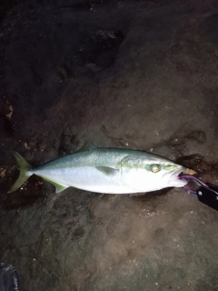 ツバスの釣果