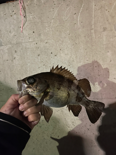 メバルの釣果