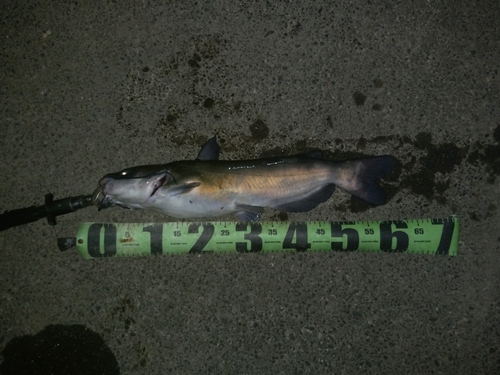 アメリカナマズの釣果